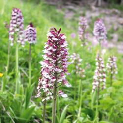 Purperorchis op voormalige kapvlakte.