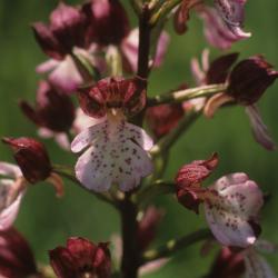 Purperorchis