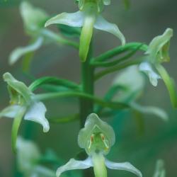 Bergnachtorchis