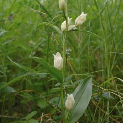 Bleek bosvogeltje, een uiterst zeldzame orchideeensoort in Vlaanderen.