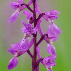 Mannetjesorchis, Orchis mascula