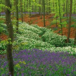 Wilde Hyacint (Hallerbos, Halle)