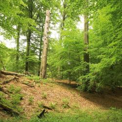 Beukenbos, Zoniënwoud