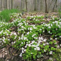 Witte klaverzuring (Wijnendalebos, Torhout).