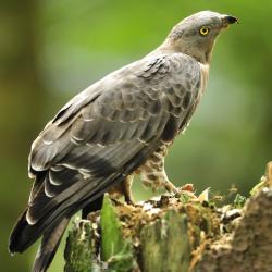 Wespendief, Pernis apivorus