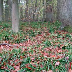 Grote veldbies-Beukenbos in het Zonienwoud (Hoeilaart).