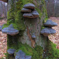 Dood hout brengt leven in het bos: Echte tonderzwam op oude Beuk.
