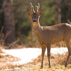 Een grote Reeenpopulatie kan natuurlijke verjonging in bossen bemoeilijken