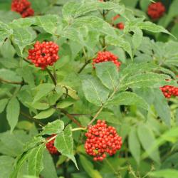 Trosvlier, Sambucus racemosa 