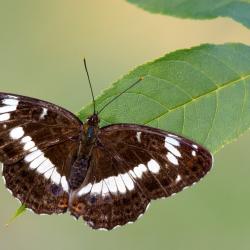 Kleine ijsvogelvlinder, Limenitis camilla