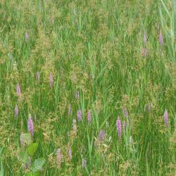 Paddenrusvegetatie met Grote muggenorchis.