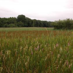 Torfbroek te Kampenhout