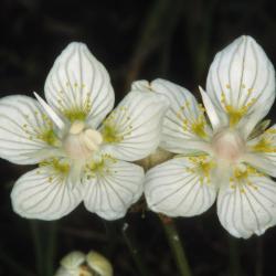 Parnassia komt voor in kalkmoeras, kalkrijk blauwgrasland en vochtige duinpannen.