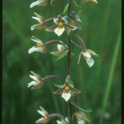 Moeraswespenorchis 