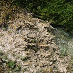 Kalktufbronnen herbergen bijzondere mossoorten, die uitsluitend in dit milieu voorkomen.