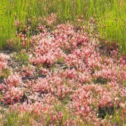 Pioniervegetatie van Kleine zonnedauw en Bruine snavelbies in voedselarme natte heide (Buitengoor te Mol).