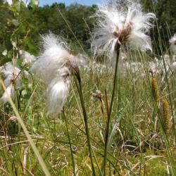 Voedselarm trilveen met Snavelzegge en Veenpluis in het natuurreservaat Cassenbroek te Bonheiden.
