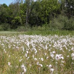 Voedselarm trilveen met Snavelzegge en Veenpluis in het natuurreservaat Cassenbroek te Bonheiden.