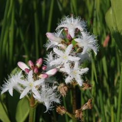 Waterdrieblad is een typische, amfibische plantensoort van mesotrofe verlandingsvegetaties. 