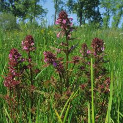 Moeraskartelblad 