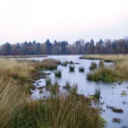 Monnikswijer