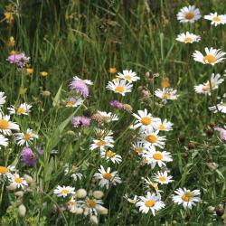 Gewone margriet en Beemdkroon