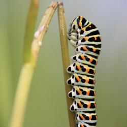 Koninginnepage rups