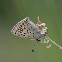 Bruine vuurvlinder