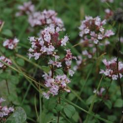 Wilde marjolein