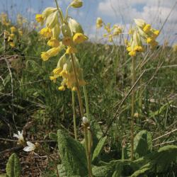 Gulden sleutelbloem