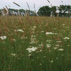 Grote vossenstaartgrasland