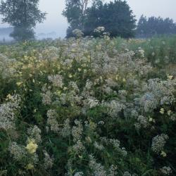 Soortenrijke, natte ruigte in de Vallei van de Zuidleie (Oostkamp).