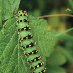 De rups van de Nachtpauwoog leeft o.a. op Moerasspirea.
