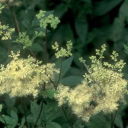 Moerasspirea