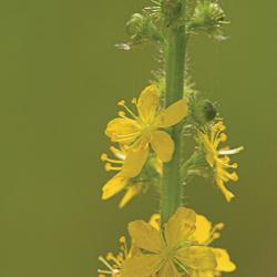 Gewone agrimonie
