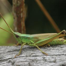 Gouden sprinkhaan