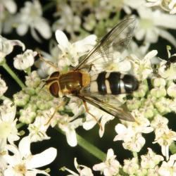 Leucozona glaucia