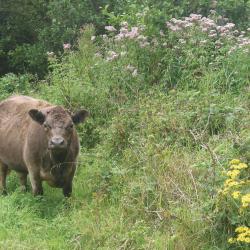 Extensieve begrazing van een bosrand
