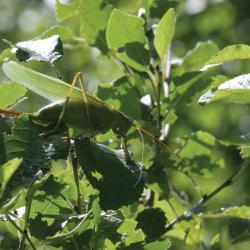 Grote groene sabelsprinkhaan