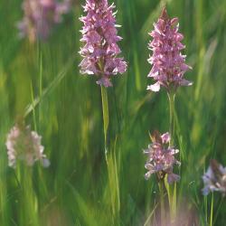 Gevlekte Orchis