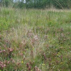 Heischraalgrasland met Heidekartelblad en Tormentil