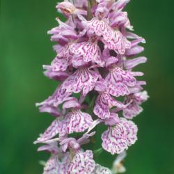 Gevlekte orchis