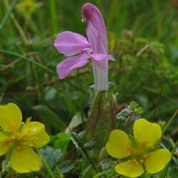 Heidekartelblad