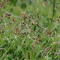Schapenzuring en Gewone veldbies
