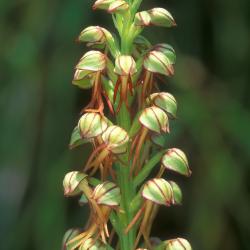 Poppenorchis