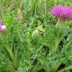 Aarddistel