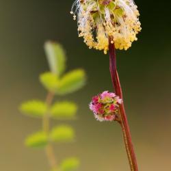 Kleine pimpernel