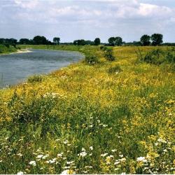 winterbed van de Grensmaas