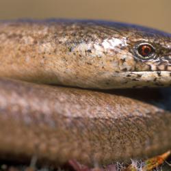 De Hazelworm, een pootloze hagedis, komt vooral voor in open bossen en struwelen.