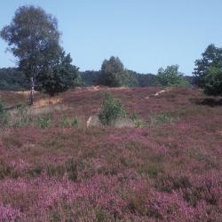 Droge Struikheivegetaties